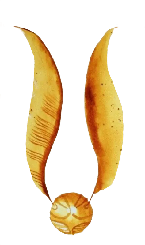 Image postée par le membre
