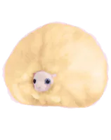 Image postée par le membre