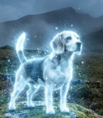 Image postée par le membre
