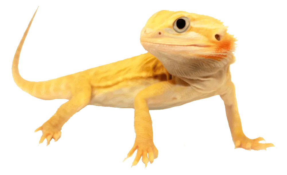 Image postée par le membre