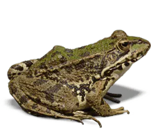 Image postée par le membre