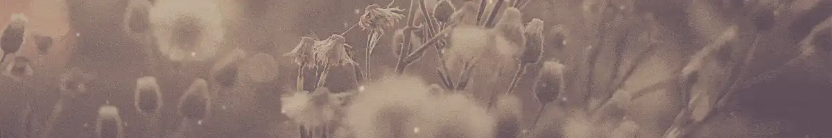 Image postée par le membre