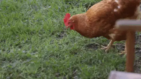 Image postée par le membre