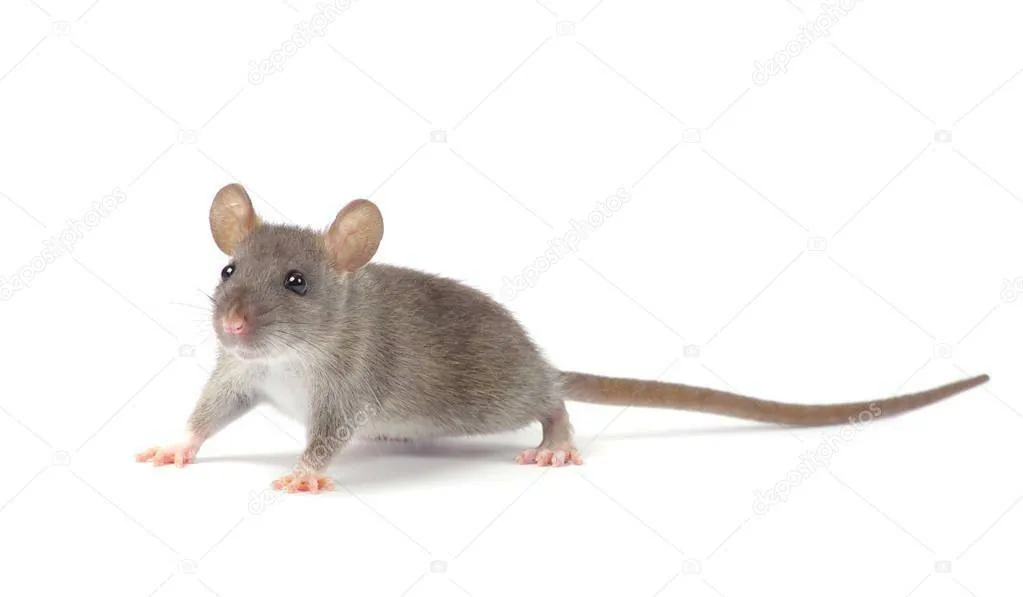 Image postée par le membre