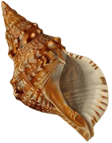 Image postée par le membre
