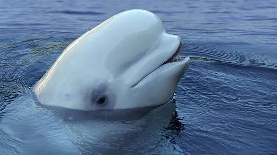 Image postée par le membre