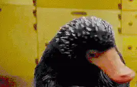 Image postée par le membre