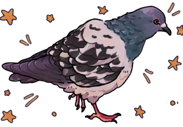 pigeon