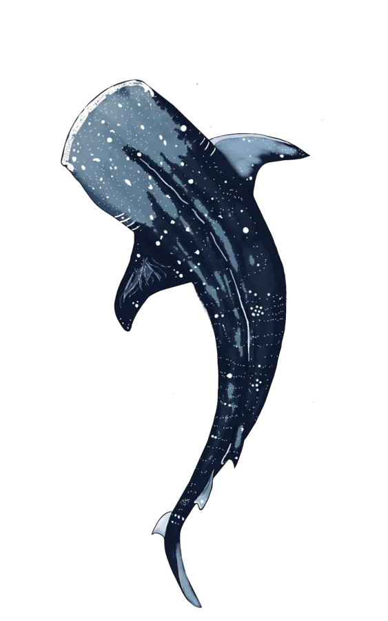 requin baleine- illustration de dessus