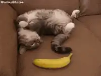 Image postée par le membre
