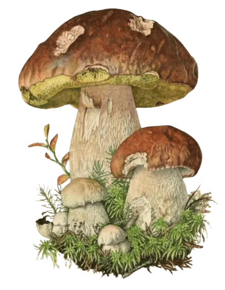 Image postée par le membre