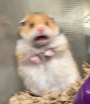 Image postée par le membre
