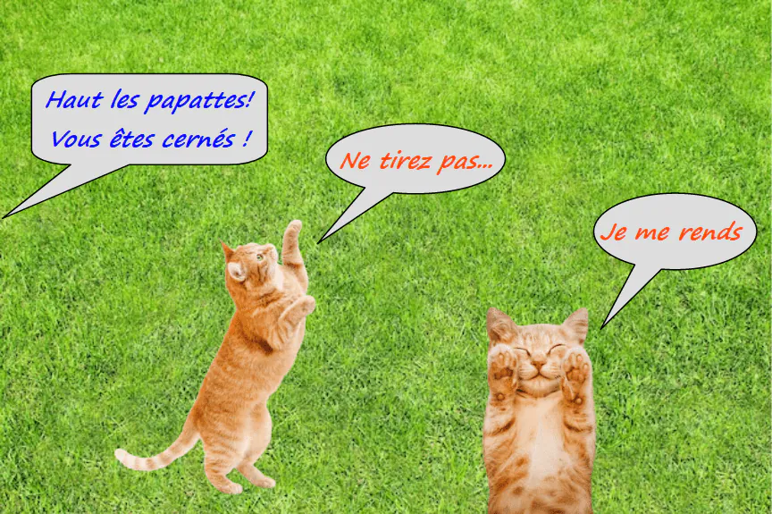 Image postée par le membre