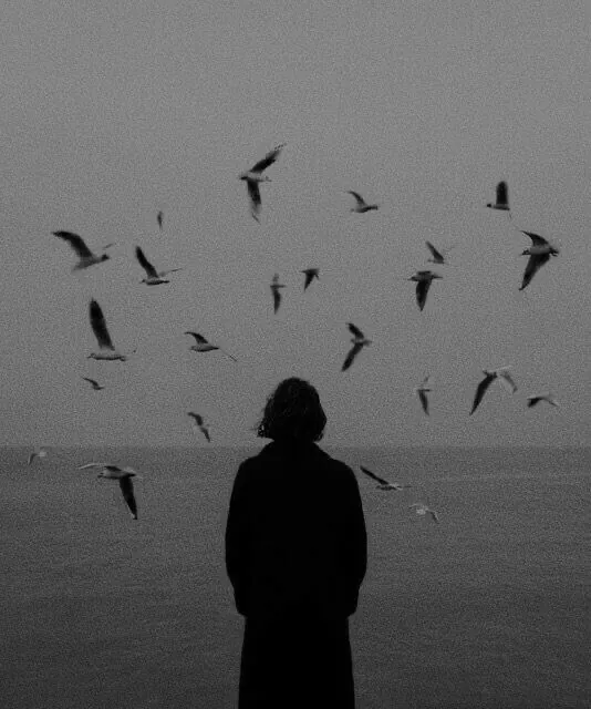 silhouette seul qui regarde les oiseaux voler