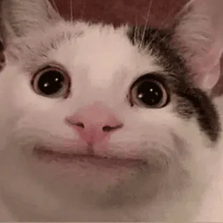 Image postée par le membre