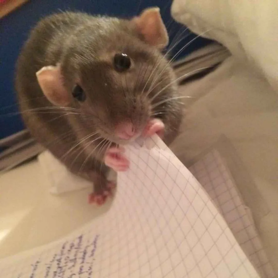 Image postée par le membre