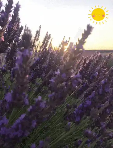 Image postée par le membre