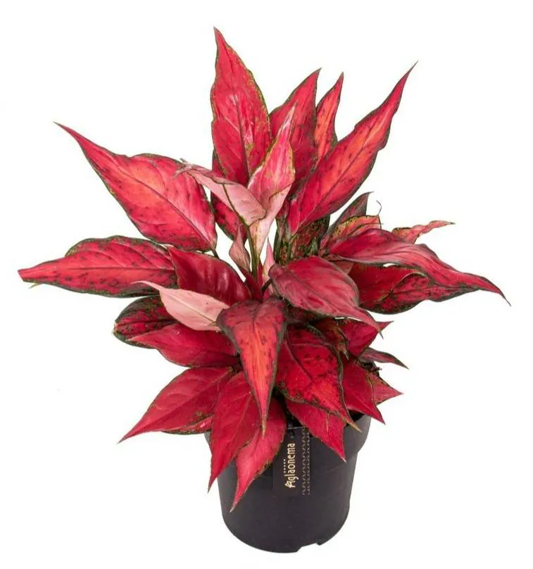 Image postée par le membre