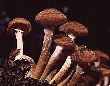 Image postée par le membre