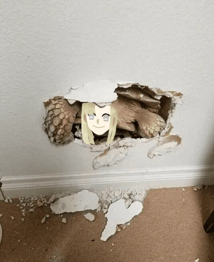 Image postée par le membre