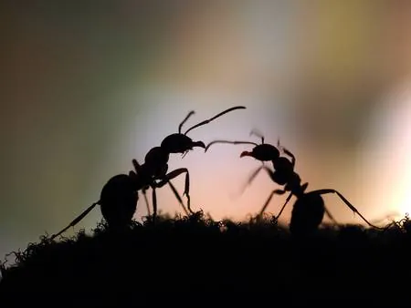 Image postée par le membre