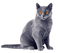 Image postée par le membre
