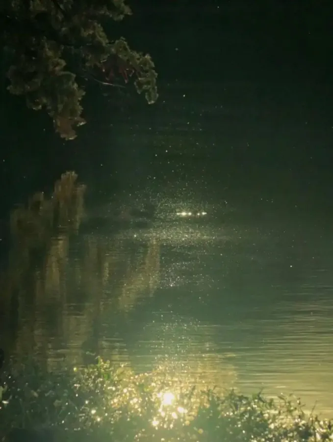 photo d'une rive de lac avec branche tombante et lumière du soleil