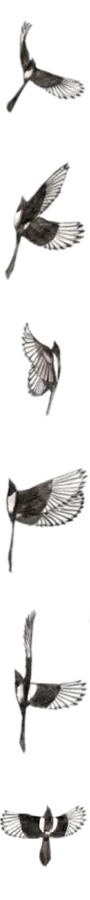 Image postée par le membre