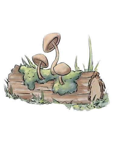 Illustration de champignons
